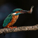 Kingfishers